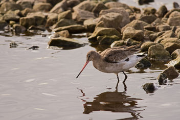Black Tailed Godwit - image #424817 gratis